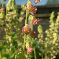Tellima grandiflora 